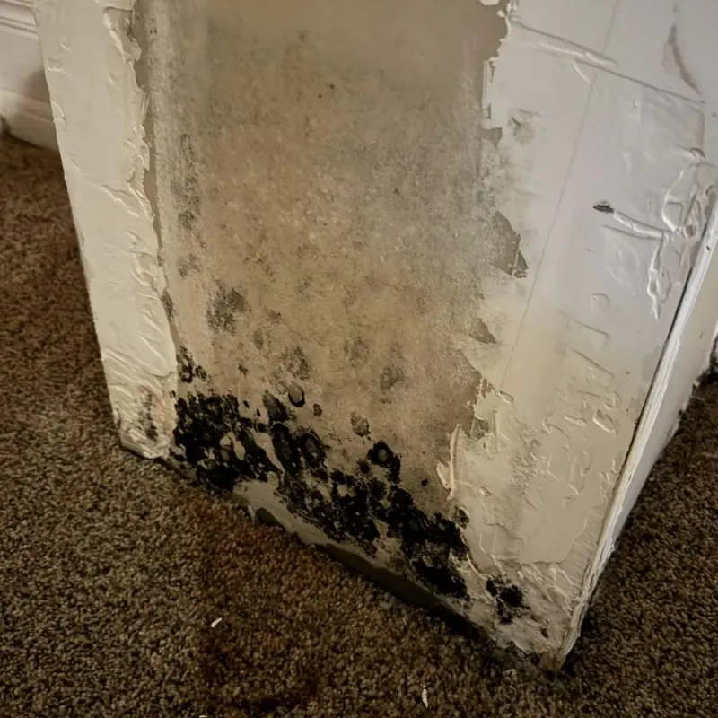 Professional Mold Removal in Lawrence, KS